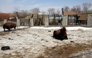 Como Zoo, buffalo at como zoo