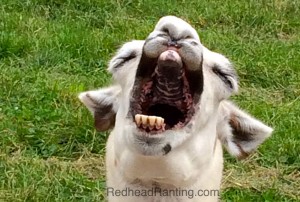 laughing llama