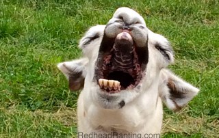 laughing llama