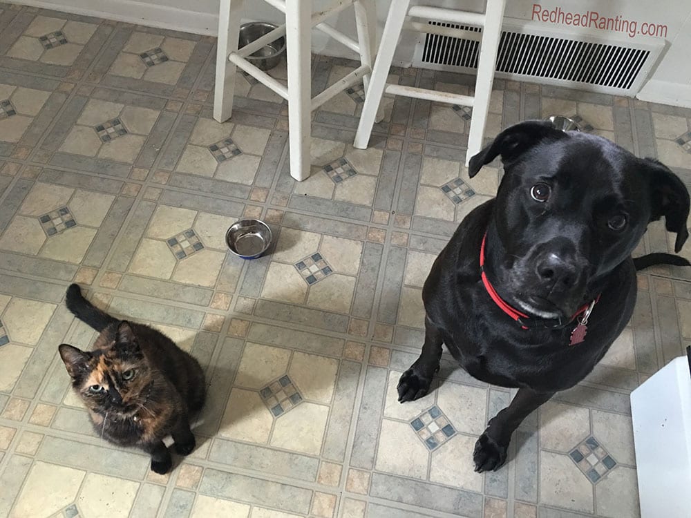 dog and cat begging for food