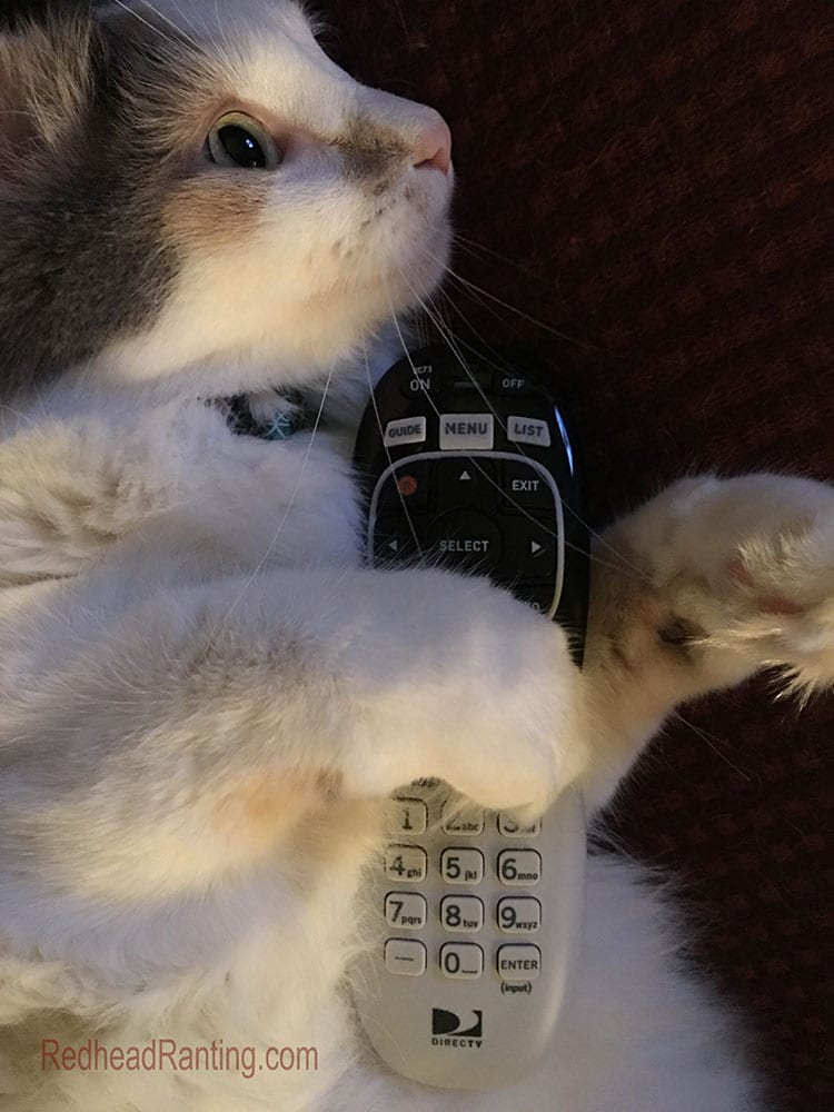 white fluffy cat watching TV holding remote