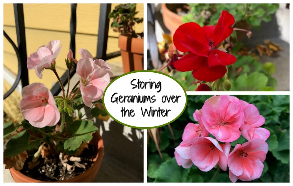 Storing Geraniums over the Winter