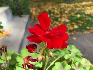 Storing geraniums for the winter
