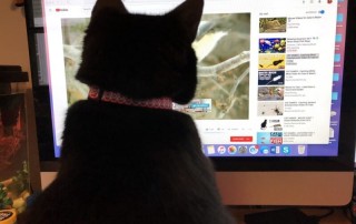 videos cat love to watch, videos for cats to watch