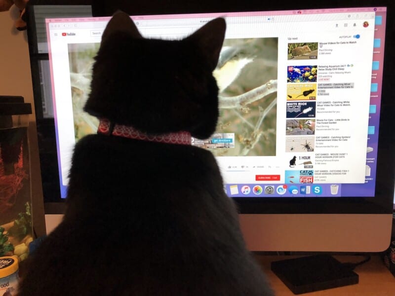 videos cat love to watch, videos for cats to watch