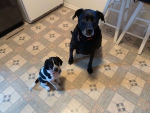 border collie and blue tick hound puppy