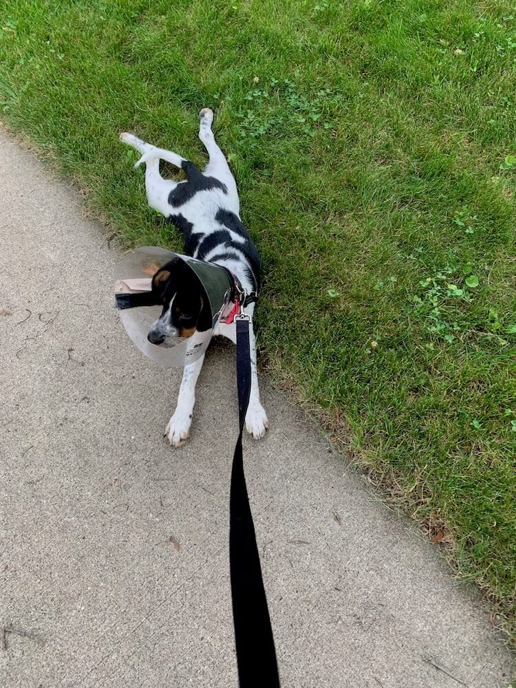 puppy splooting on a walk