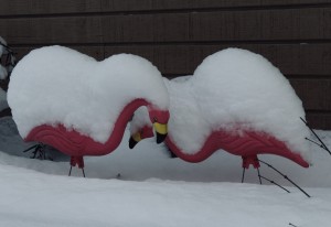 Pink plastic flamingos with snow on them
